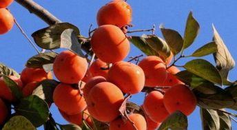 吃瓜可以吃柿子吗,揭秘夏日消暑美食的搭配之道