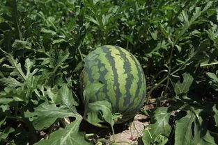 吃瓜群众10块钱的瓜,揭秘吃瓜群众的疯狂消费