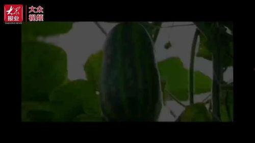 哪个吃瓜视频好看