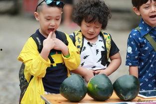 娃上学吃瓜吗,吃瓜还是专注学习？揭秘校园生活新现象