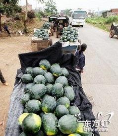 凉山现代吃瓜事件,揭秘网络舆论的狂欢与反思