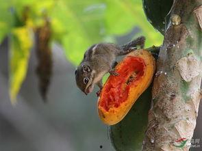 松鼠吃瓜痘痘,揭秘瓜果与皮肤健康之谜