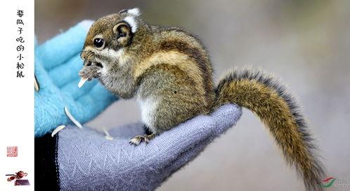 松鼠吃瓜痘痘,揭秘瓜果与皮肤健康之谜