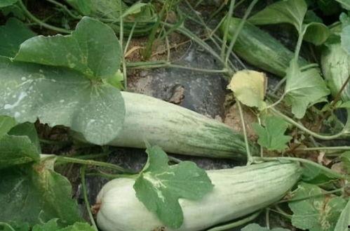 酥瓜什么季节吃,夏季消暑佳品，清凉一夏的甜蜜选择