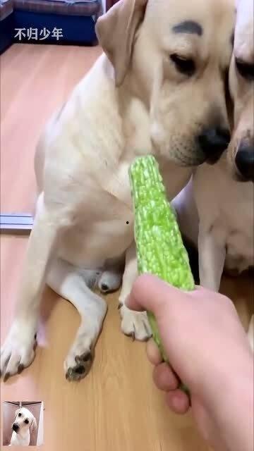 小老四吃瓜,揭秘娱乐圈背后的那些事儿