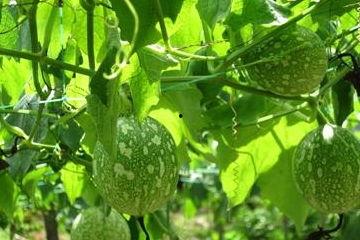 吊瓜怎样吃更好,解锁吊瓜的多重风味