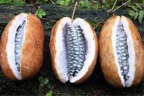 吃八月瓜怎么吃