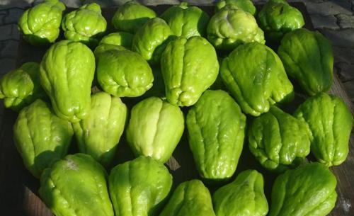 吃绿豆可以吃佛手瓜吗,健康搭配的饮食新选择