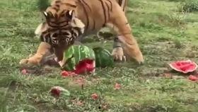 豹子带你吃瓜,豹子带你领略吃瓜界的风云变幻