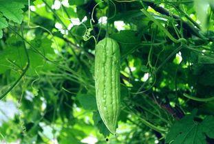 尼泊尔吃洋瓜根,传统美食的现代演绎