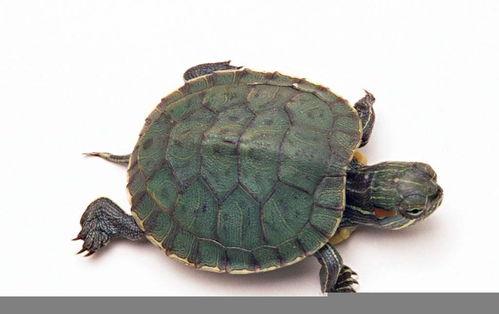 乌龟吃奇形怪瓜,邂逅奇形怪瓜的奇幻之旅