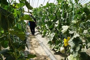 吃瓜的群众真实视频下载,视频下载背后的故事