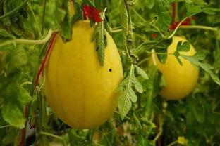 邯郸吃瓜群,揭秘网络社交背后的趣味与争议