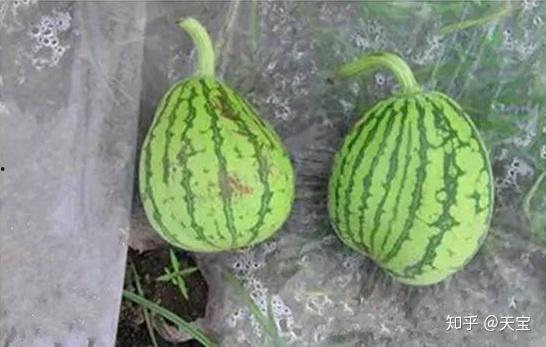 昆明正义方吃瓜,一场吃瓜群众的狂欢盛宴