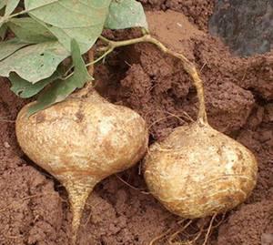 孕期可以吃土瓜,土瓜助力母婴健康