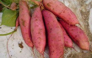 孕期可以吃土瓜,土瓜助力母婴健康