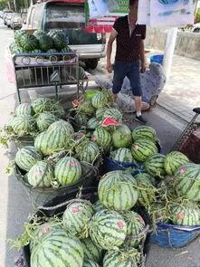 金乡西城吃瓜事件,一场引发热议的街头冲突纪实