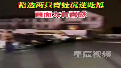 青蛙 在路边沉迷吃瓜,瓜果诱惑难挡