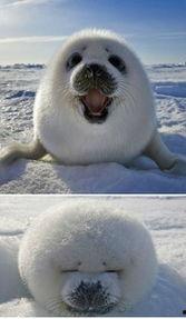 夏日猫咪吃瓜图,萌态十足！