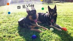 tierney吃瓜小号,娱乐圈幕后风云大揭秘