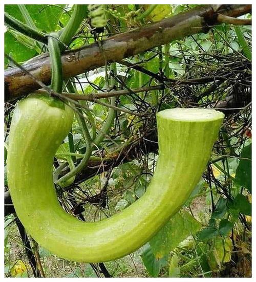 吃瓜头像寓意什么,吃瓜群众视角下的社会百态解读