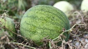 兰州吃瓜网站,揭秘兰州美食背后的故事与趣闻