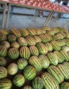 成都锦城学院 吃瓜,校园“吃瓜”事件背后的校园生活点滴