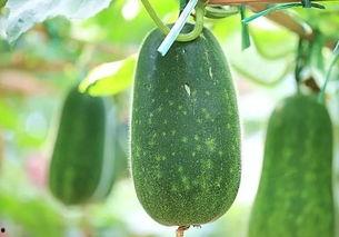 吃瓜了新鲜的瓜,吃瓜群众热捧的“新鲜瓜”盘点