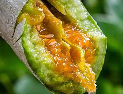 吃瓜吃到硬茬,吃瓜吃到硬茬的惊心动魄之旅