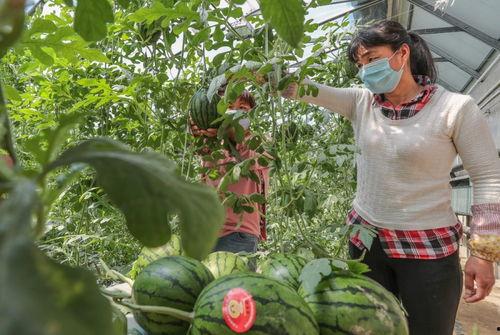吃瓜吃到硬茬,吃瓜吃到硬茬的惊心动魄之旅