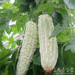 吃白凉瓜的好处与功效,清热解毒，润肺养颜的天然良药