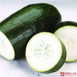 吃瓜少女养瓜,从种植到收获的甜蜜旅程