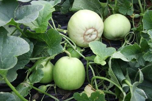 快乐吃熟瓜,品味生活，享受健康