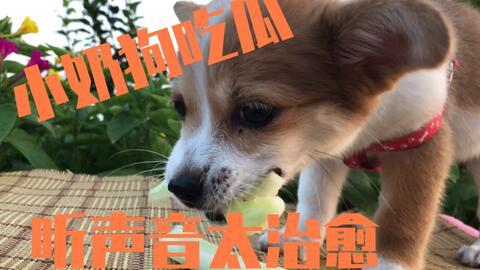 吃瓜被抓到狗狗