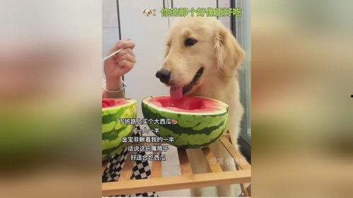 吃瓜被抓到狗狗
