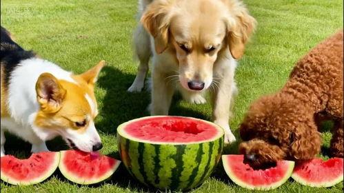 吃瓜被抓到狗狗