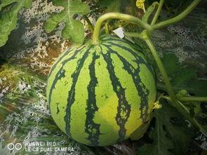 吃瓜吃大瓜,揭秘吃瓜吃大瓜的狂欢之旅