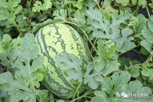 井瓜怎么吃最好,这样吃最营养！