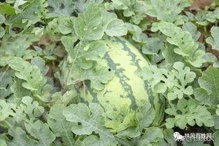 井瓜怎么吃最好,这样吃最营养！