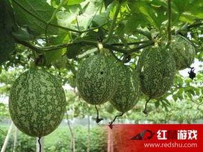 干吊瓜怎么吃,解锁美味新体验