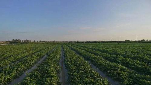 吃甘蜜瓜功能,甜蜜滋养，健康生活新选择