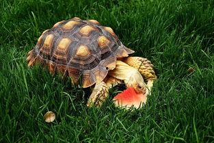 陆龟吃瓜,探索瓜果的奇妙滋味