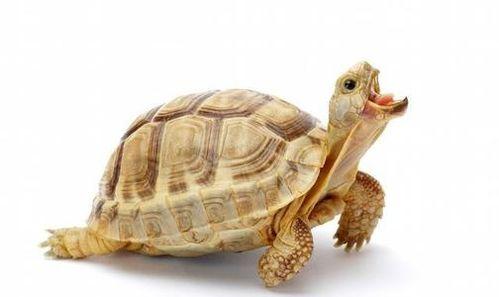 陆龟吃瓜,探索瓜果的奇妙滋味