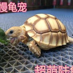 陆龟吃瓜,探索瓜果的奇妙滋味