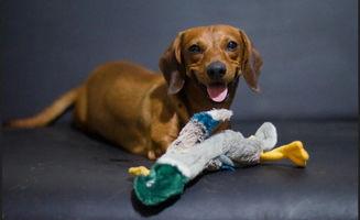 圆瓜狗狗可以吃吗,安全与禁忌揭秘