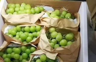 国产精品 吃瓜,吃瓜群众的热议焦点