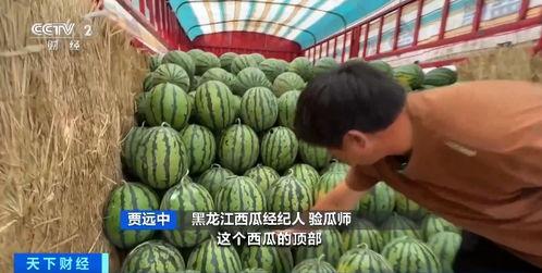 吃瓜群10362016,一场全民参与的狂欢盛宴