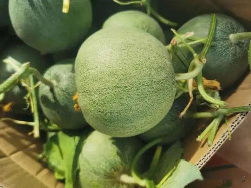 黑科吃瓜在线,揭秘校园热点事件背后的真相