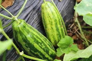 介休吃瓜事件介休人的瓜,揭秘介休吃瓜事件背后的真相与反思