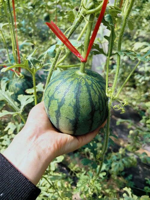 介休吃瓜事件介休人的瓜,揭秘介休吃瓜事件背后的真相与反思